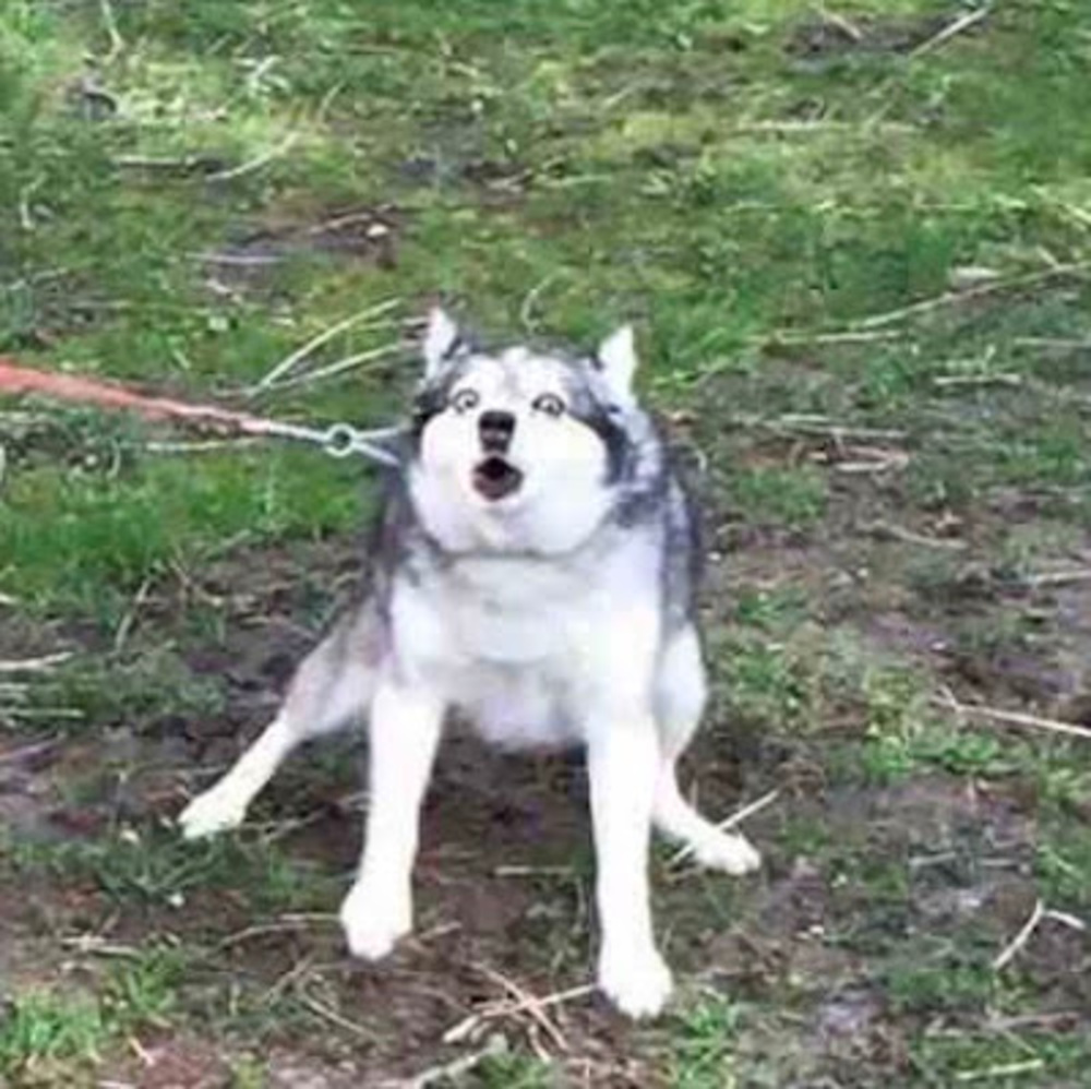 Meet your Posher, Skyline_wolf